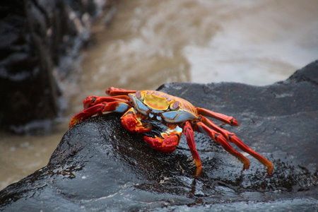 Red cliff crab Galapagos Islands
