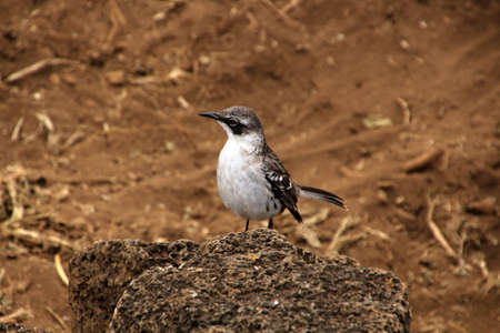 Galapagos mockingbird Galapagos Islandの写真素材