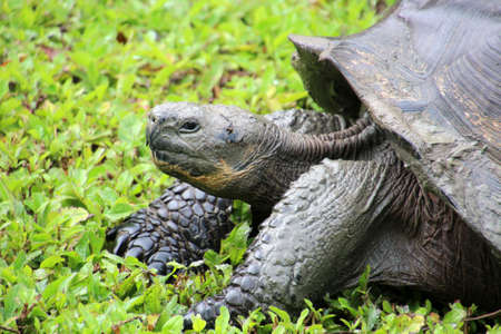 Giant Tortoise, Galapagos Islandの写真素材