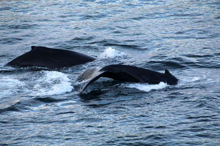 Whale watching before Unalaska Island Alaskaの写真素材