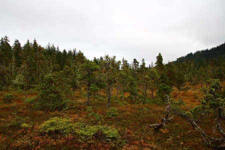 Autumn landscape near Icy Strait Point Alaska, USAの写真素材