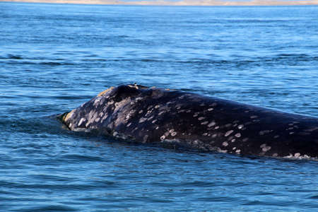Gray whale, Whale watching in Mexico, Baja California Surの写真素材