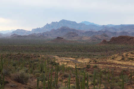 Cactus landscape Baja California Surの写真素材
