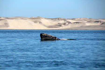 Gray whale, Whale watching in Mexico, Baja California Surの写真素材