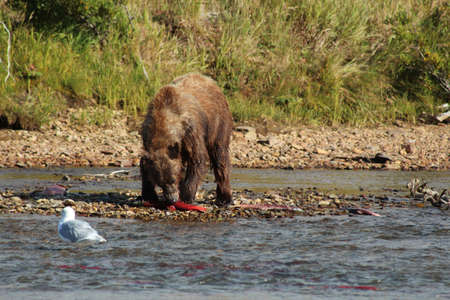 Grizzly catching salmon in a river, Alaskaの写真素材