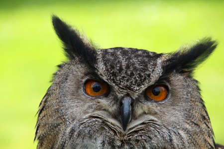 Owl portrait close-upの写真素材
