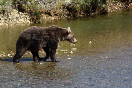 Grizzly catching salmon in a river, Alaskaの写真素材
