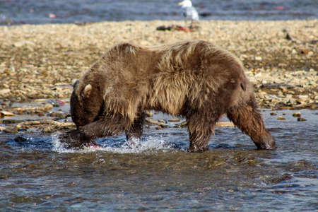 Grizzly catching salmon in a river, Alaskaの写真素材