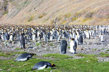 King penguins breeding colony in Fortuna Bay, South Georgia Islandの写真素材