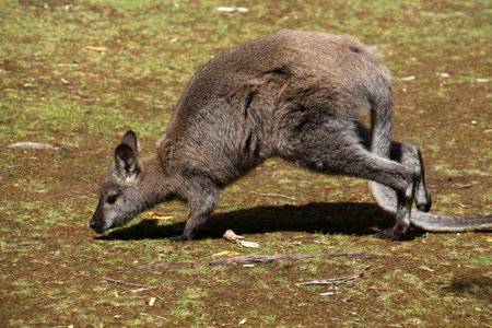 Kangaroo on the grass, Tasmania, Australiaの写真素材