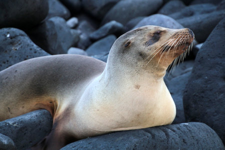 Galapagos sea lion on Gardner Bay, Espanola, Galapagos Islands, Ecuadorの写真素材