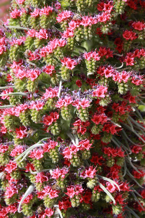 Echium wildpretii close up Tenerife Canary Island, Spainの写真素材
