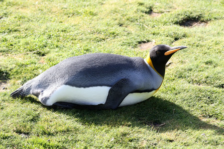 King Penguin on South Georgia Island in Fortuna Bayの写真素材