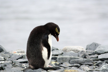 Macaroni Penguin on Half Moon Island, Antarctica