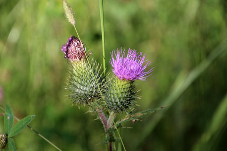 Thistle close upの写真素材