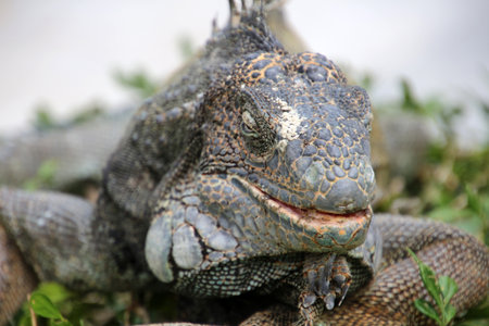 Iguana in the grass, Ecuadorの写真素材