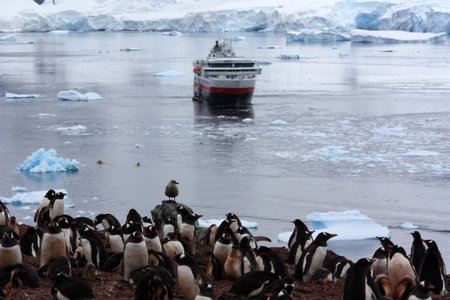 Gentoo penguin in Antarctica, Waterboat Pointの写真素材