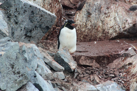 Rockhopper penguin on the Danco coast Antarctica, Antarctic Peninsulaの写真素材