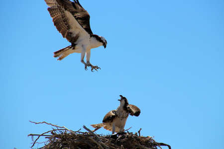 Sea eagle in nest on Loreto beach, Baja California Sur, Mexicoの写真素材