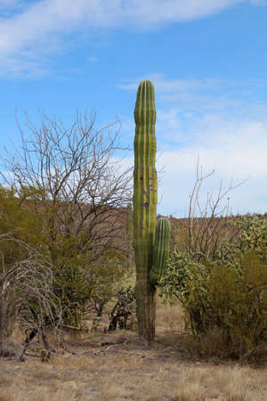 Saguaro cactus in the landscape of Baja California Sur, Mexicoの写真素材