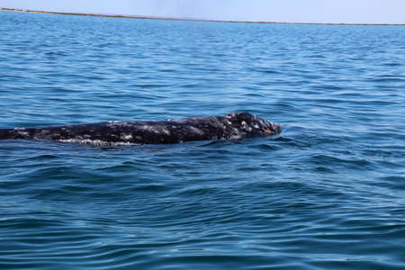 Gray whale at whale watching in Laguna San Ignacio Baja California, Mexicoの写真素材