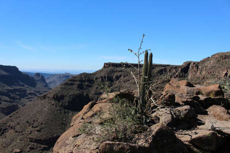 Saguaro cacti in the semi-desert of Baja California Sur, Mexicoの写真素材