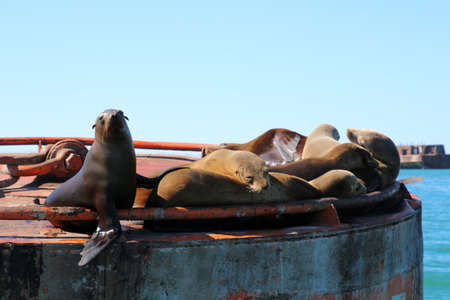 California sea lion basking in the sun on a buoyの写真素材