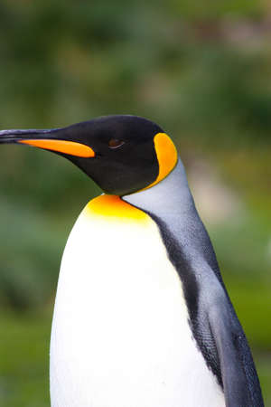 King penguins portrait shot, South Georgia Islandの写真素材