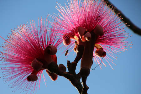 Pink shaving brush tree photographed in a park in Havana, Cubaの写真素材