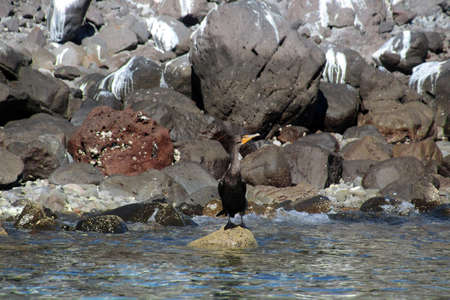 Cormorant on the shore of an island of Baja California, Mexicoの写真素材