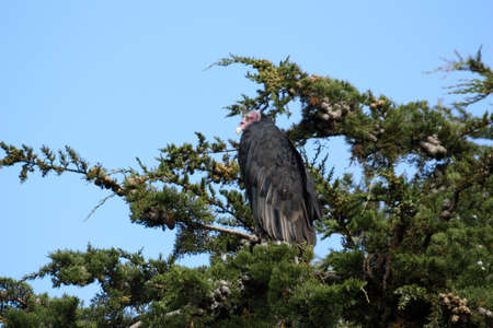 Turkey vulture on a tree on Carcass Island, Falkland Islands, Malvinasの写真素材