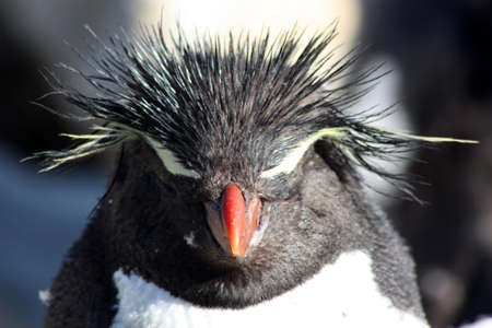 Rockhopper penguin, Falkland Islands, Malvinasの写真素材