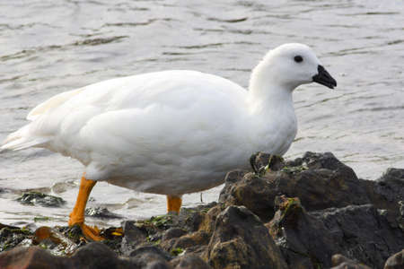 Greater Kelp Goose on the coast Carcass Island, Falkland Islands, Malvinasの写真素材