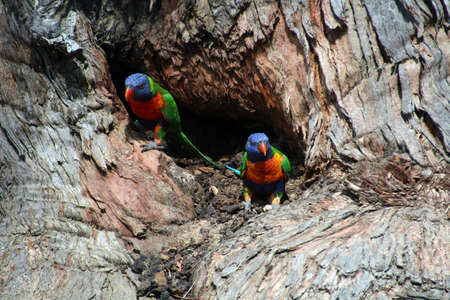 Loris in the park of Sydney, Australiaの写真素材