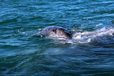 Gray whale calf, Baja California Sur, Mexicoの写真素材
