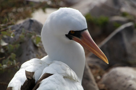 Masked booby or Nazca booby, Galapagos Island, Ecuador, South Americaの写真素材