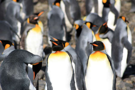 King penguins breeding colony in Fortuna Bay, South Georgia Islandの写真素材