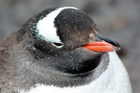 Close-up of Gentoo Penguin in Antarctica, Antarctic Peninsulaの写真素材