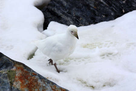 White-faced sheathbill or Snowy sheathbill in the, Antarcticaの写真素材