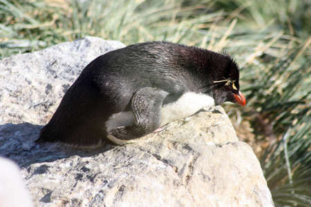 Rockhopper penguin sunbathing in the Falkland Islands, Malvinasの写真素材