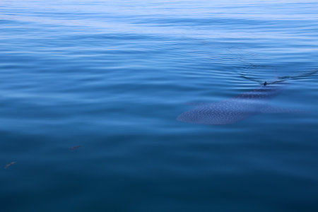 Whale shark Baja California Sur, Mexico. Was photographed in a bay near La Paz, where you can snorkel with the animals in close contact.の写真素材