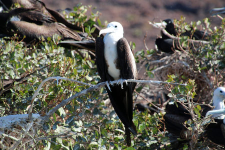 Frigate bird in a tree, Baja California, Mexicoの写真素材