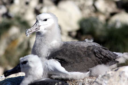 Young Mollymauk or Black-browed albatross, Falkland Islandsの写真素材