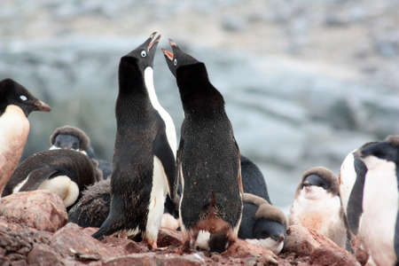 Adelie penguin in a breeding colony on Fish Islands in Antarcticaの写真素材