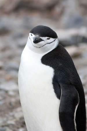 Chinstrap penguin close up on Half Moon Island, Antarcticaの写真素材