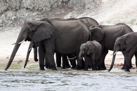 Elephants drinking on the Chobe River in Chobe National Park, Botswana