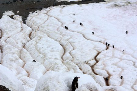 Gentoo penguins on a so called penguin highway at Danco Island, Antarcticaの写真素材