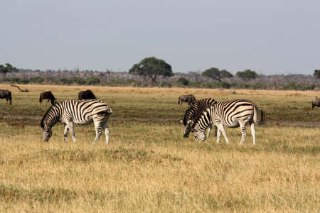 Zebras grazing in Savuti National Park in Botswana. Wildebeests are in the background.の写真素材