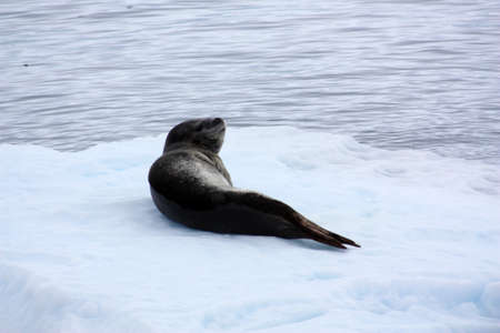 Leopard seal on an ice floe in Antarcticaの写真素材