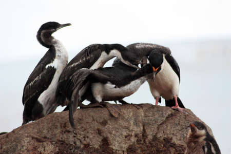 Blue eyed shag photographed in the area of the Port Lockroy research station in the Palmer Archipelago, Antarcticaの写真素材